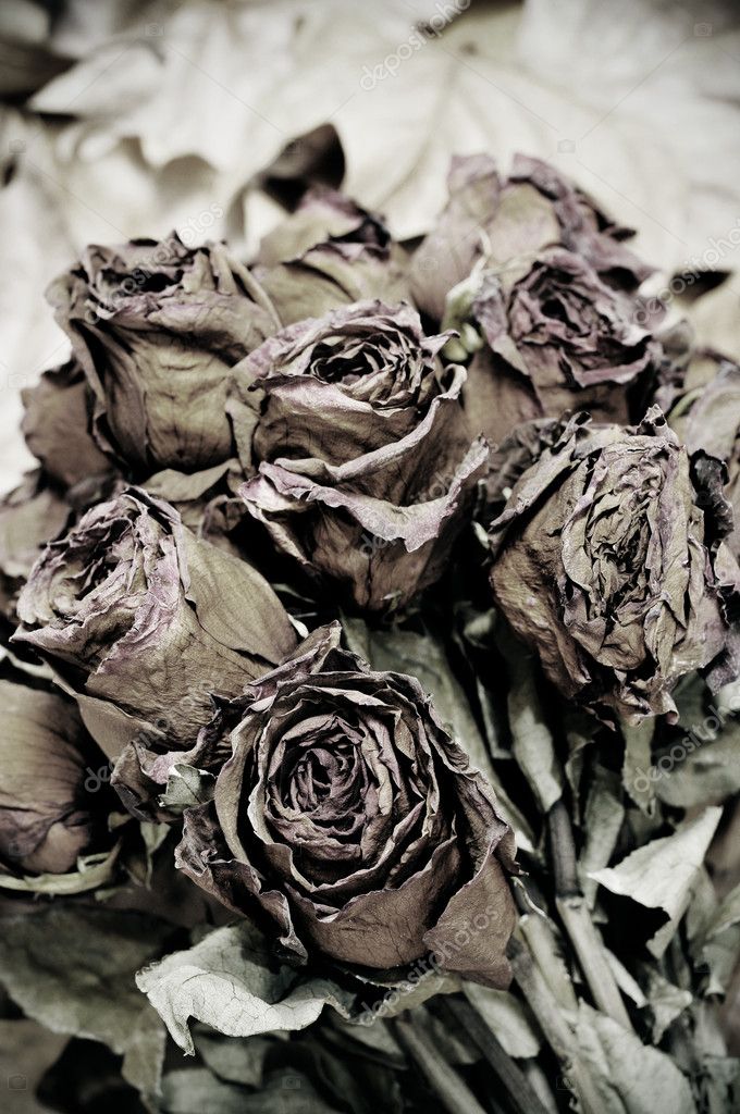 Dried roses Stock Photo by ©nito103 3964947